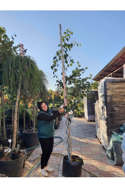 Береза полезная Доренбос - 38л/вис.280-300см/Ø90-100см